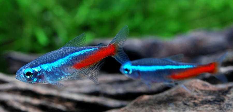 GB Neon Innesa | Pakiet 1 - 19 szt. - dowóz ryb!