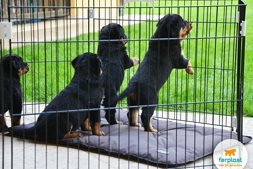 Вольер, загорожа для щенят Ферпласт Італія Dog Training