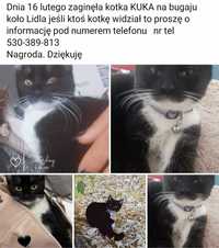 Dnia 16 luty zaginęła kotka KUKA w Pabianicach os bugaj