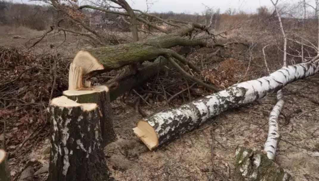 Drewno kominkowe opałowe transport wycinka sosna dąb brzoza akacja