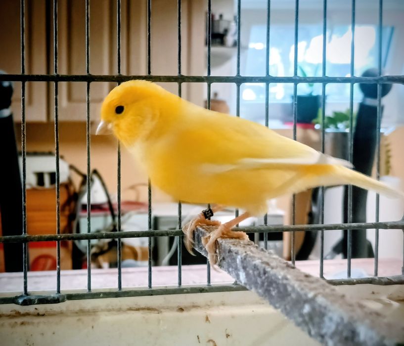 Kanarki młode z tego roku