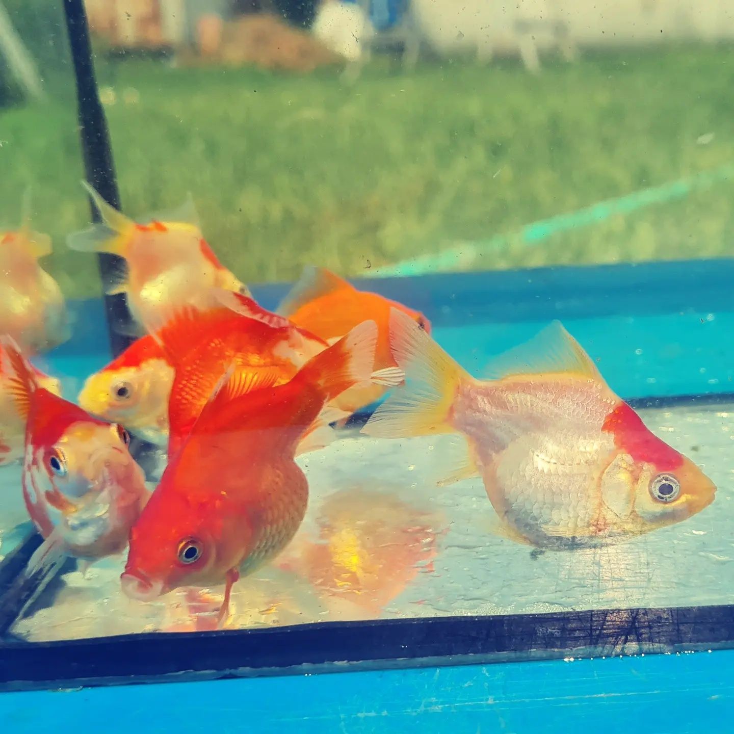 Японська золота рибка Тамосабо