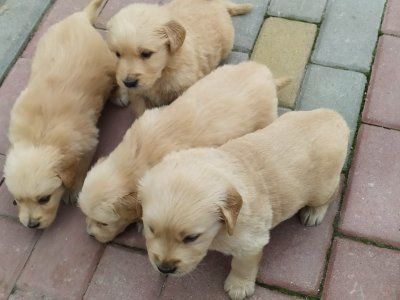 Piesek Golden retriever sprzedam