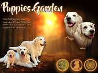 Zapowiedź miotu Golden Retriever