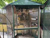Gaiola exterior com caturras