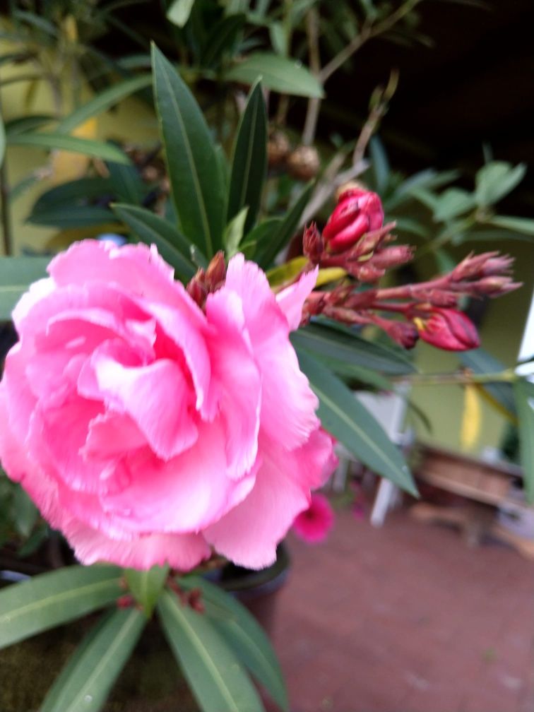 Oleander różowy pełny 1m wysokości