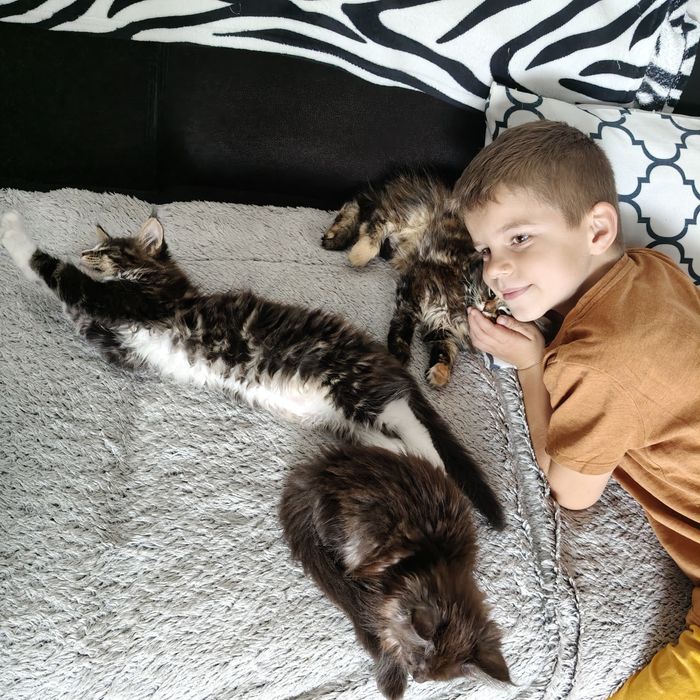 Maine coon koteczka Kami