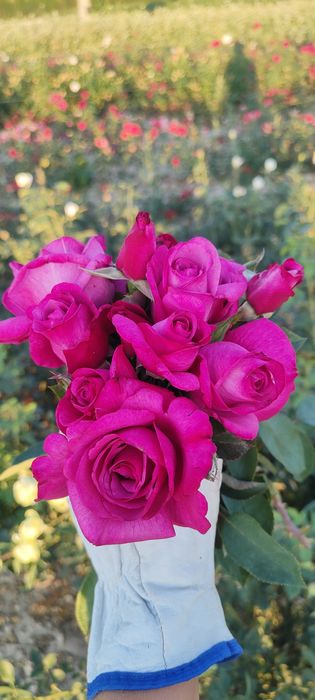 Róża z gołym korzeniem, wiele kolorów oferta na JESIEŃ 2025