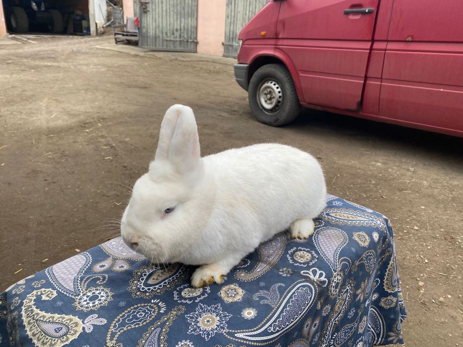 Wiedeński Biały Możliwość dobrania Pary Samiczki i Samczyki