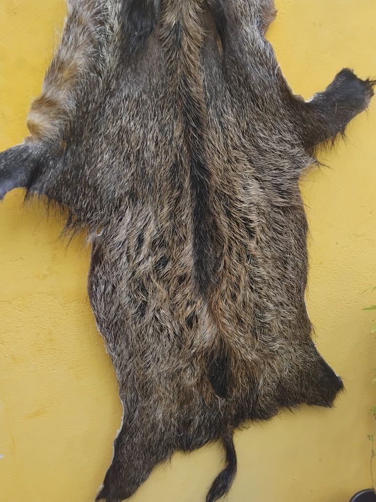 Couro o pele de javali
