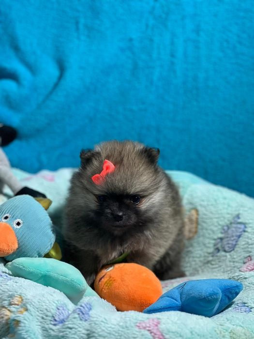 Lulu da Pomerânia menino Micro Miniatura com Lop e Afixo