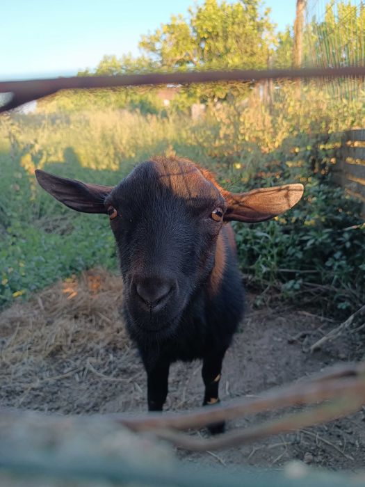 Cabras anãs domésticas
