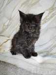 Kotka Maine Coon