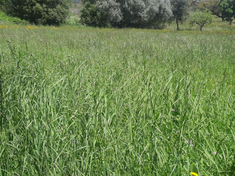 Feno 2025 qualidade extra