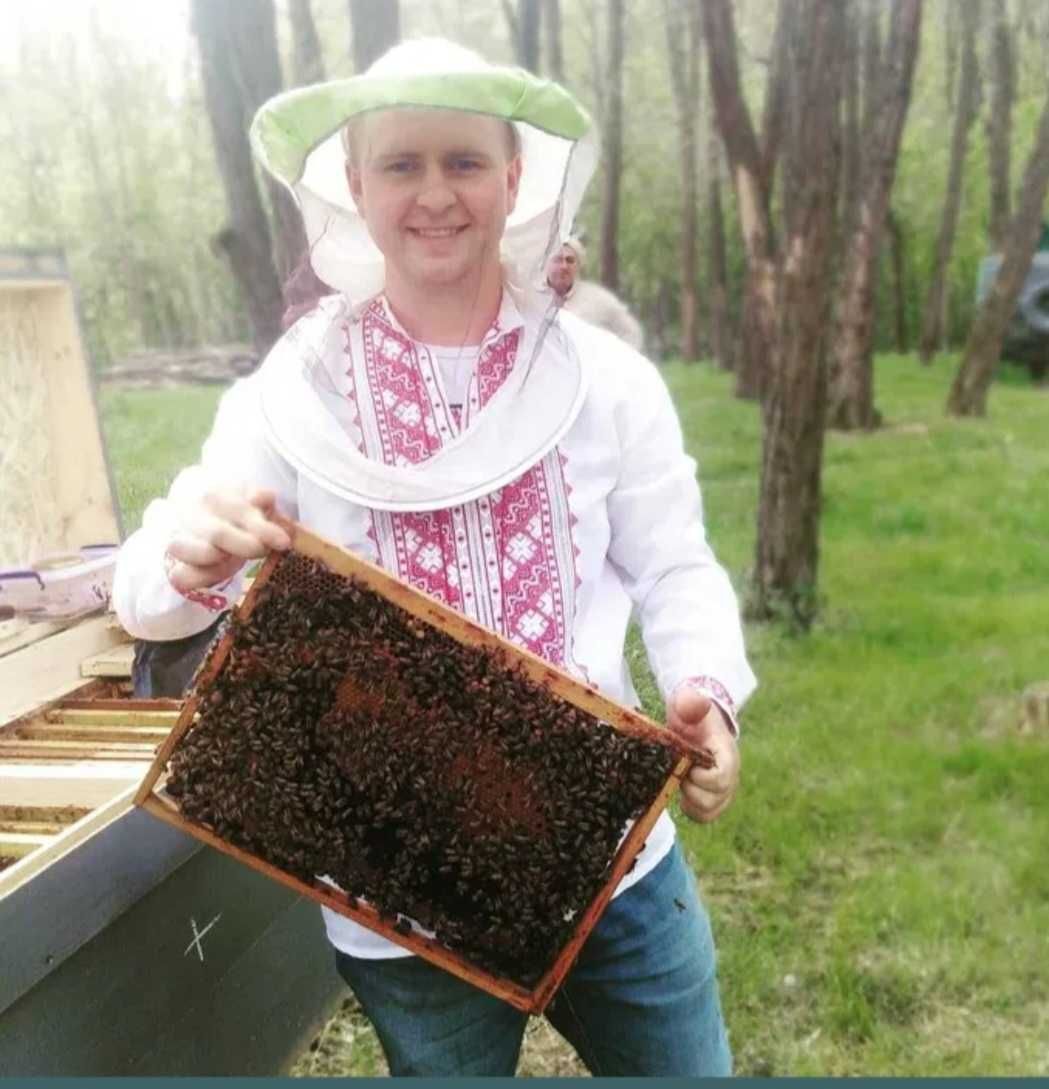 Бджолопакети, пчелопакети