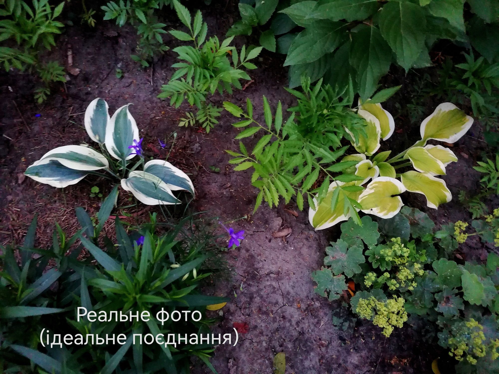 Хоста Firn Line, Risky business, Color festival, Spring morning. Набір
