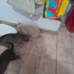 Caezinhos para adocao filhos de labrador