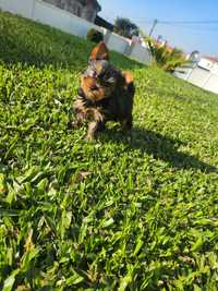 Yorkshire terrier menina mini
