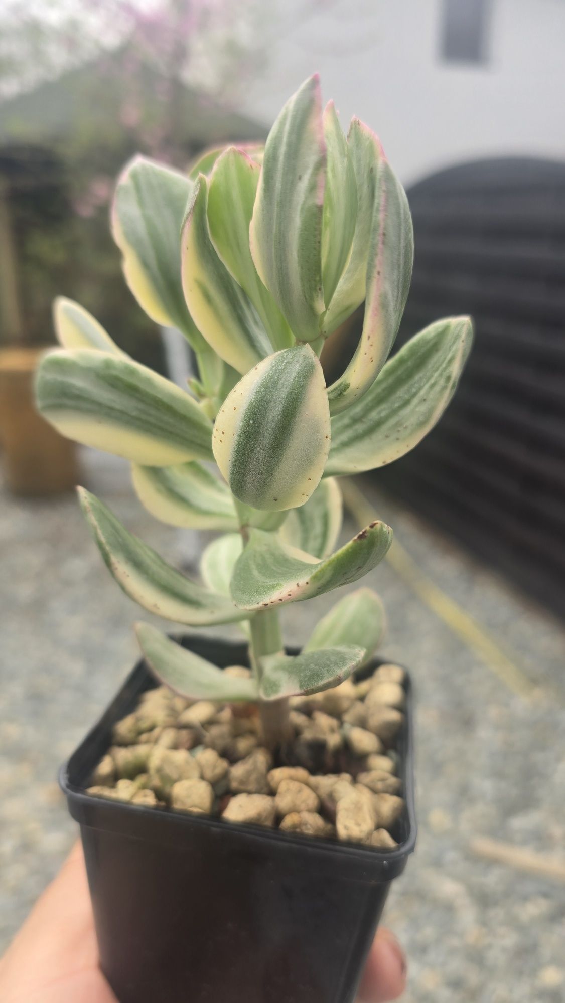 Crassula Tricolor