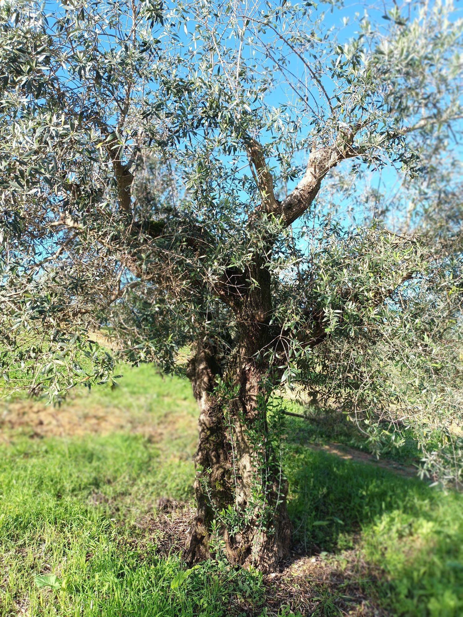 Oliveiras galegas centenárias