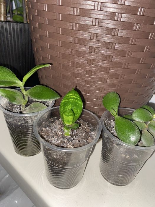 Кімнатні квіти.