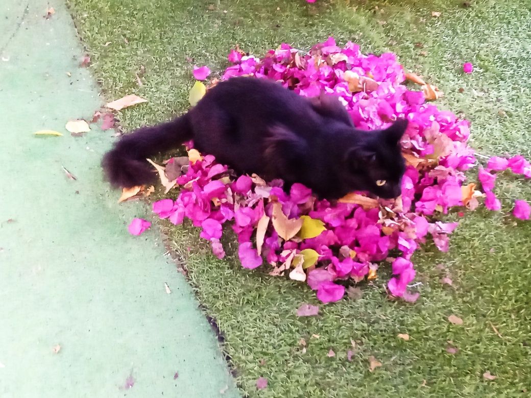 Gatinha para adoçao ainda não tem um ano