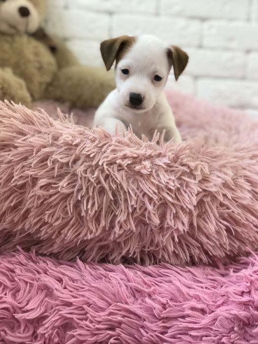 Джек рассел терьер чекає саме на вас