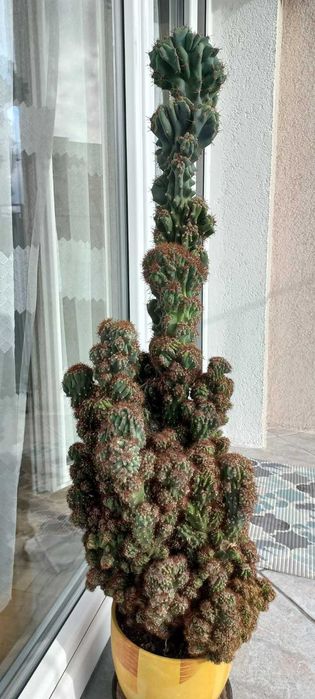 kaktus peruwiański monstruosa