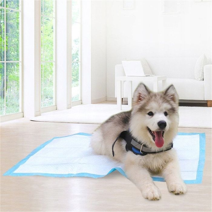 Podkłady Maty Chłonne Dla Psa Kota L 60x60 2x40szt Do Nauki Sikania 80