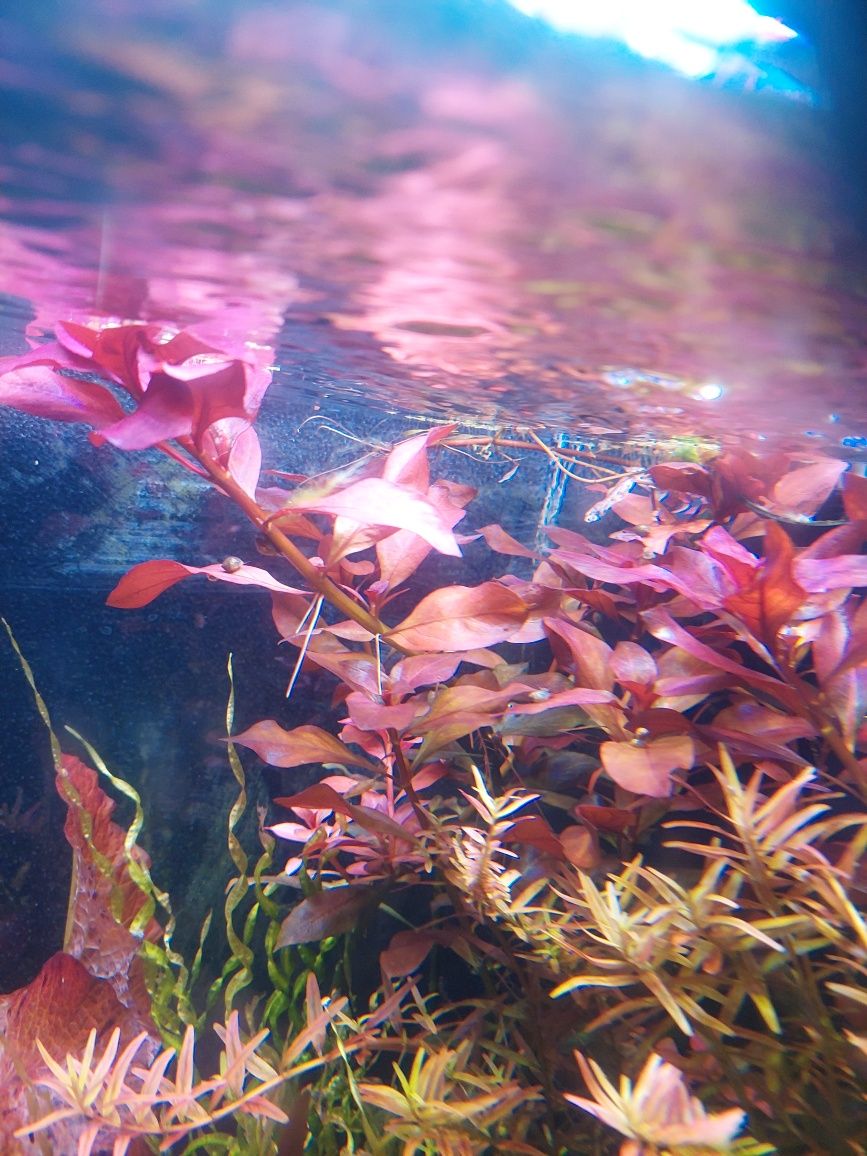 Ludwigia rubin red