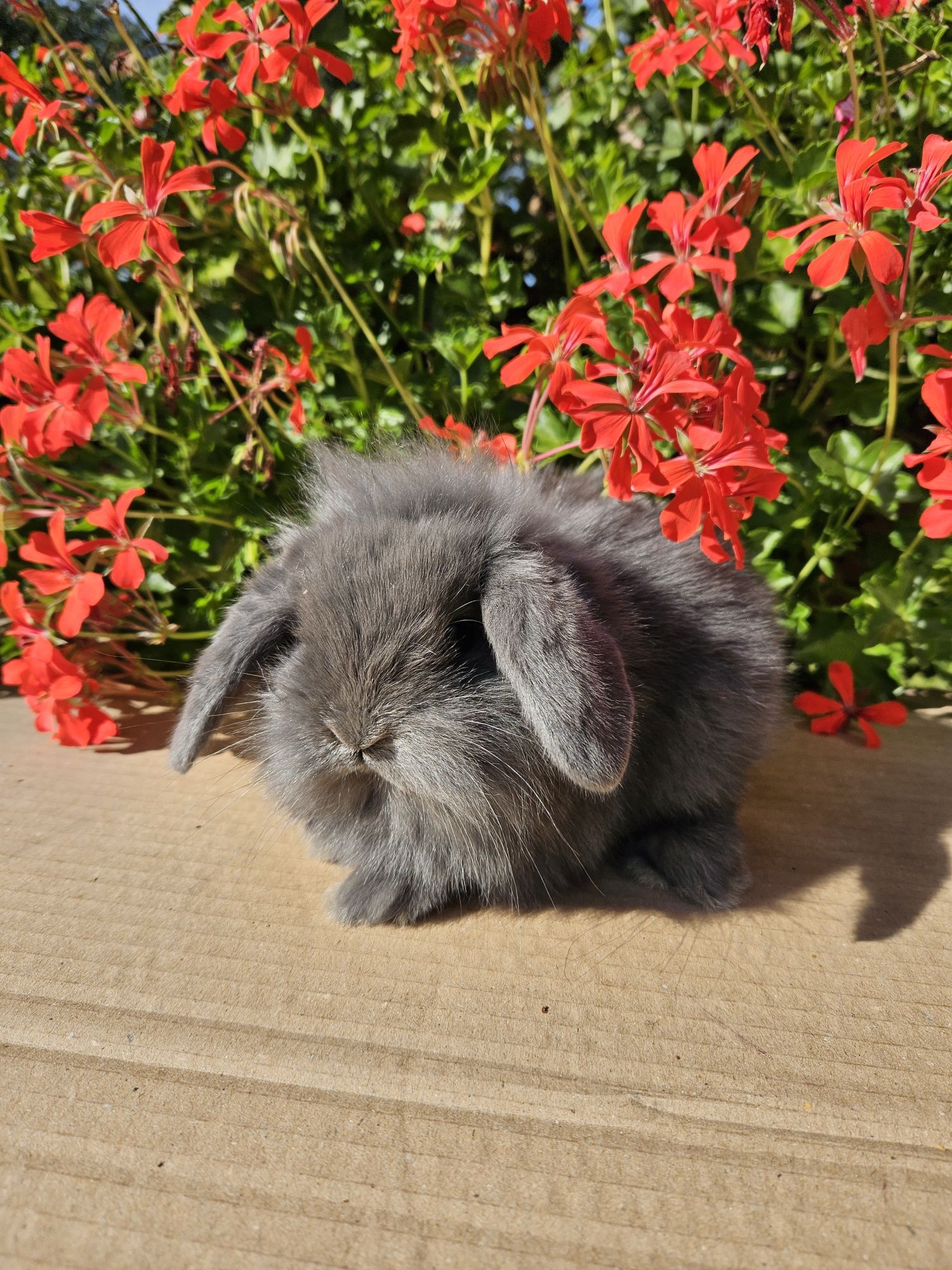 Mini Lop Króliki miniaturowe Baranek Niebieski. Mini Lop Blue.