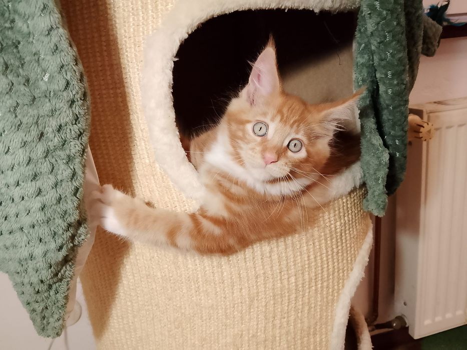 Kocurek Maine Coon Rodowód FPL