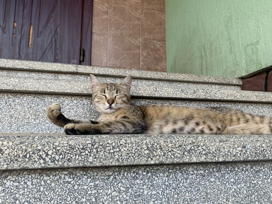 Отдам в хорошие руки стерилизованную кошку с котёнком