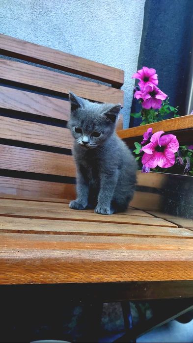 Продам кошенят шотландських веслоухих