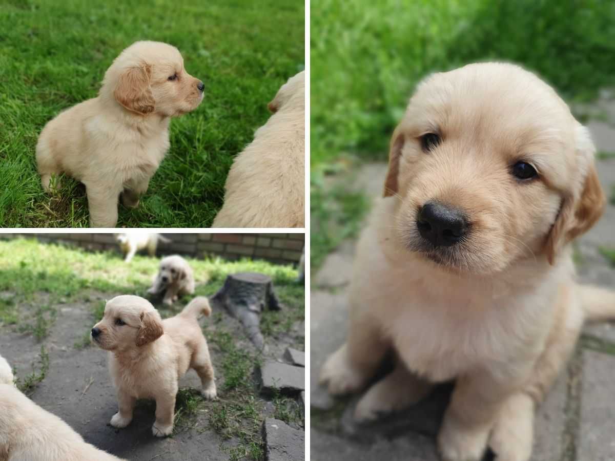 Golden retriever - linia amerykańska