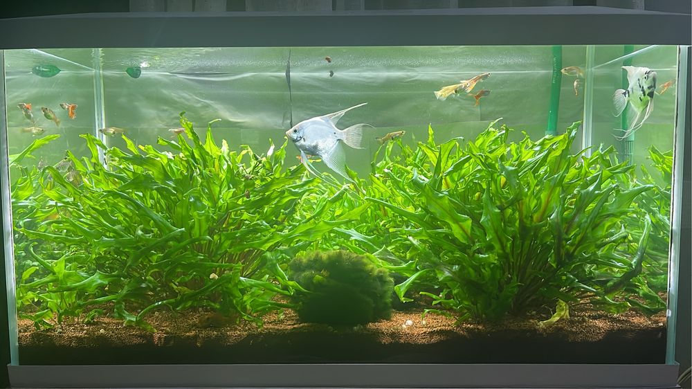 Aquaro Aquael com movel 112L