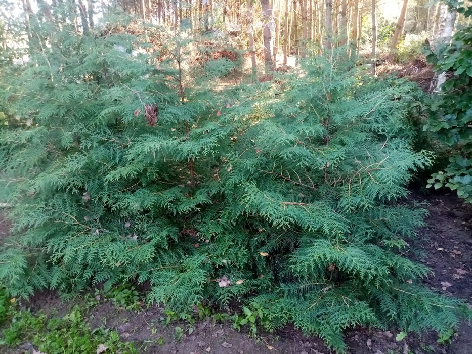 Thuja Brabant 120-150cm /tuja/żywotnik