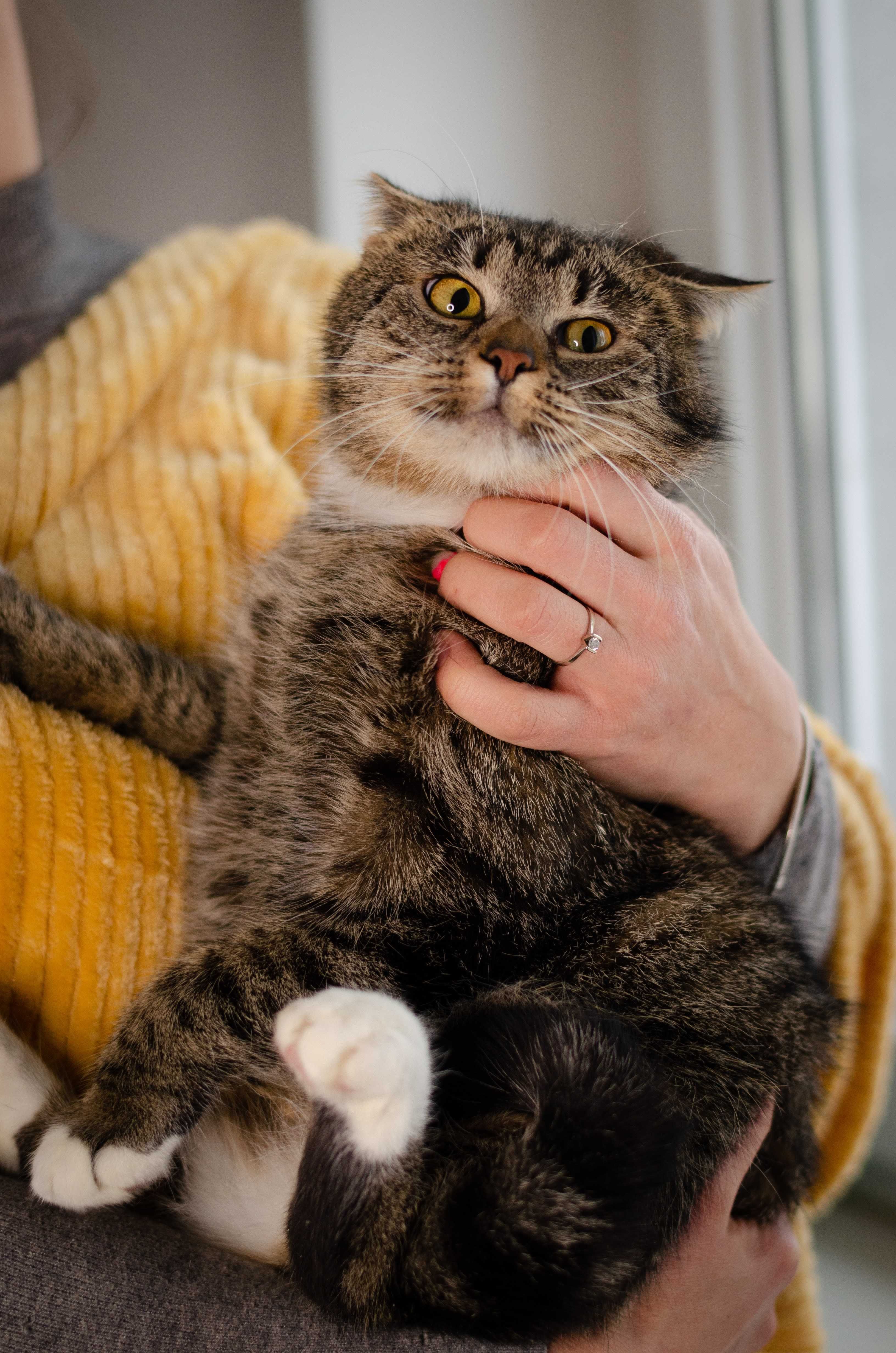 MALWINKA kotka do adopcji