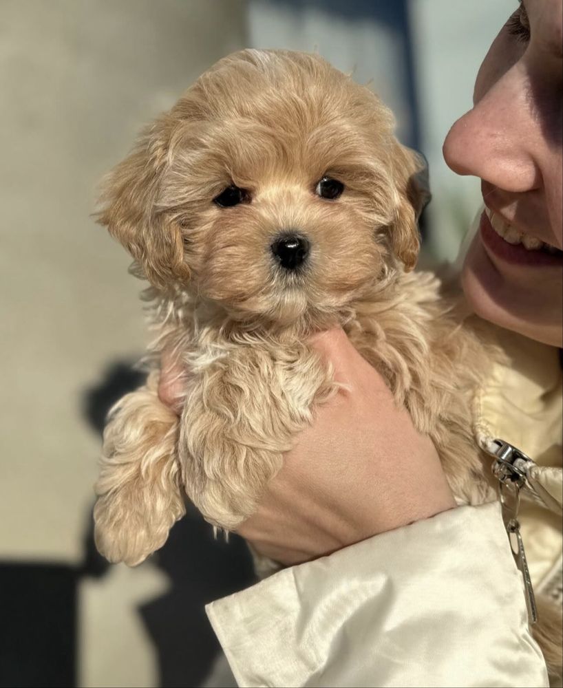 Caniche toy Fêmea
