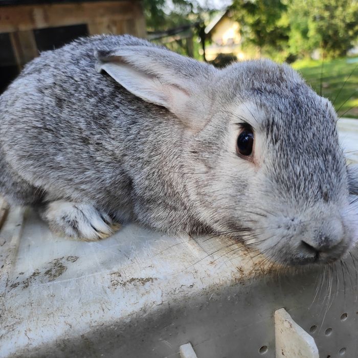 Sprzedam króliki matka z młodymi