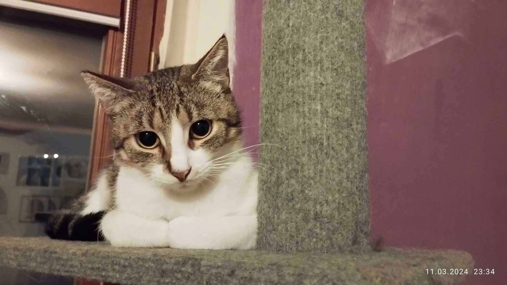 śliczna koteczka pilnie szuka domku
