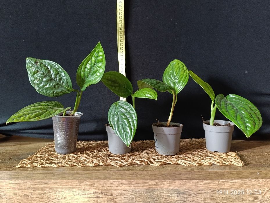 Епіпремнум Марбл Планет (Epipremnum pinnatum Marble Planet)