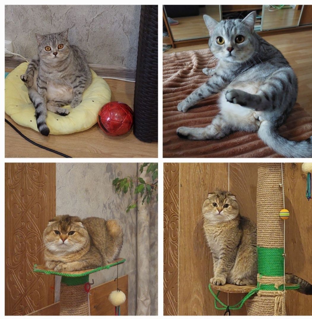 Шотландський малюк,фолд
