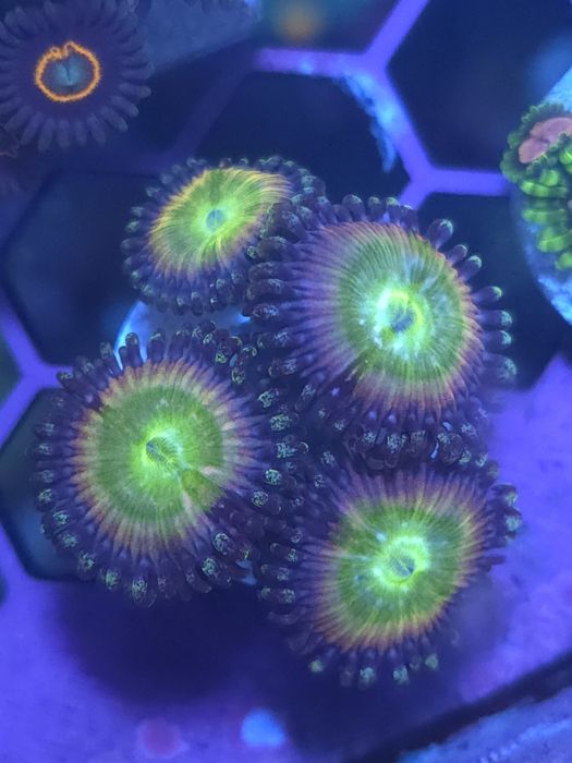 Zoas, corais de água salgada