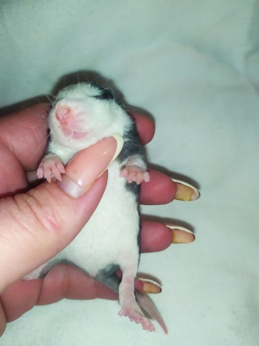 Криса, крысиня, крыска, Дамбо, Рекс, щур. Ручні крисинята