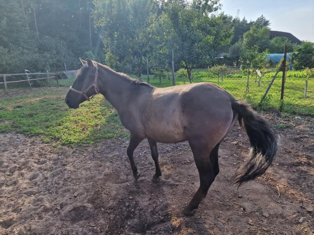 Konik polski klacz I ogier