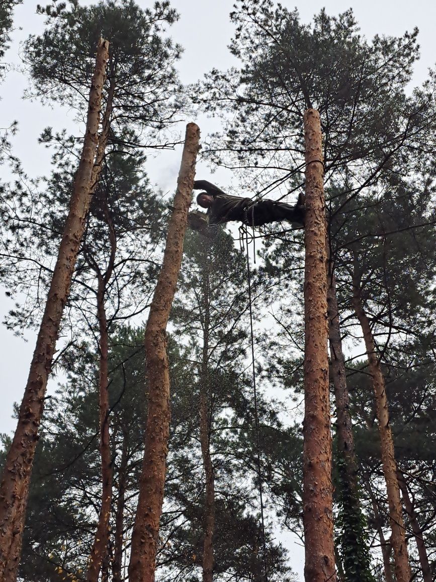 Wycinka drzew ,Pielęgnacja zieleni ,Usługi Porządkowe