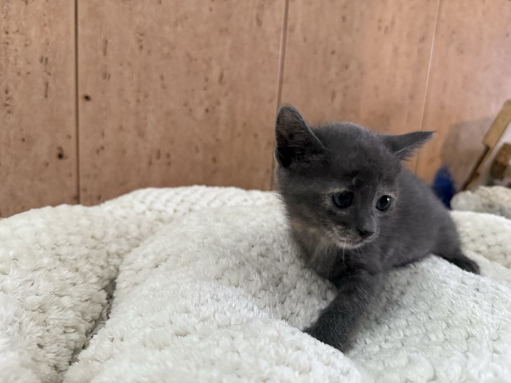 RESERVADA- Gatinha Femea para adoptar