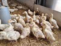 Kaczki  pekin ,białe