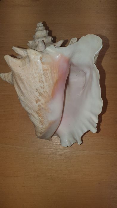 ракушка привезенные из Греции